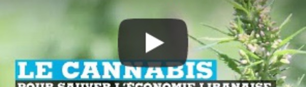 Liban, le cannabis pour sauver l'économie