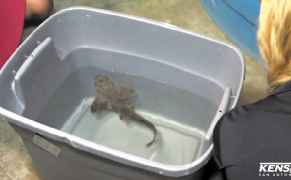 Insolite : Vol de requin