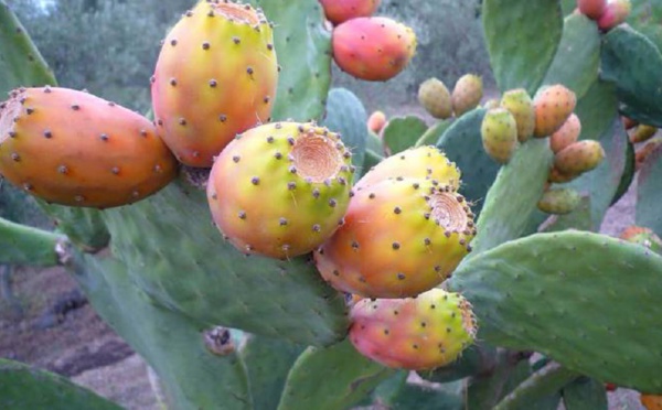 Le cactus fait face à une redoutable menace
