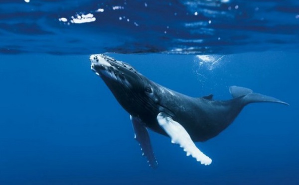 La vie marine sauvage est en train de disparaître