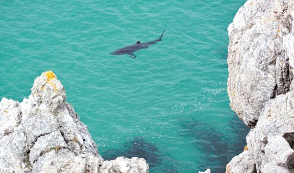 En Méditerranée ou en Bretagne, le requin pèlerin garde sa part de mystère