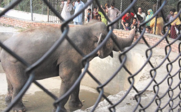 Au Pakistan, le zoo de Karachi tente de tourner le dos à son passé colonial