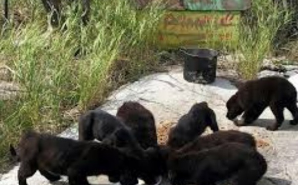 Insolite : Des chiots sur une île déserte
