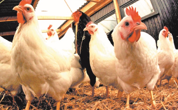 La FISA coupe les ailes aux rumeurs