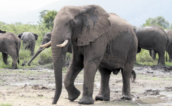Un éléphant capturé vit 5 ans de moins qu'un animal né en captivité