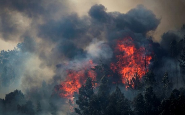Le réchauffement climatique, catalyseur des feux de forêt