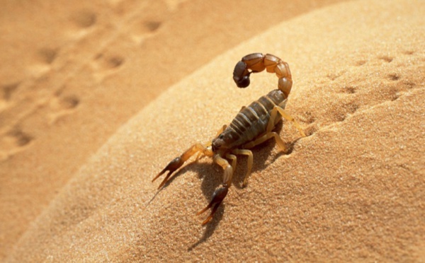 Plan d’action contre les piqûres de scorpion et morsures de serpent