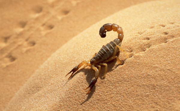 Plan d’action contre les piqûres  de scorpion et morsures de serpent