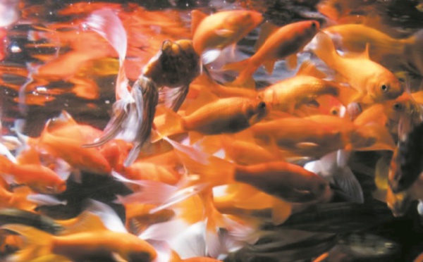 A l'Aquarium de Paris, un refuge pour poissons rouges abandonnés