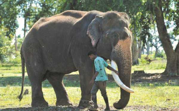 Sur la ligne de front entre hommes et éléphants en Inde