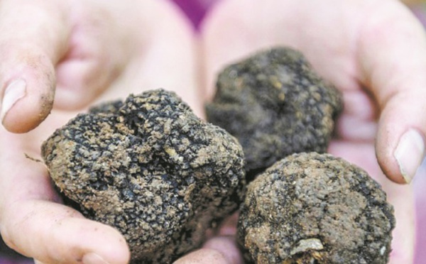 Albanie : La guerre de la truffe