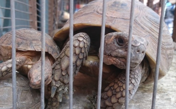 Les marchés marocains de la faune accusés de maltraitance