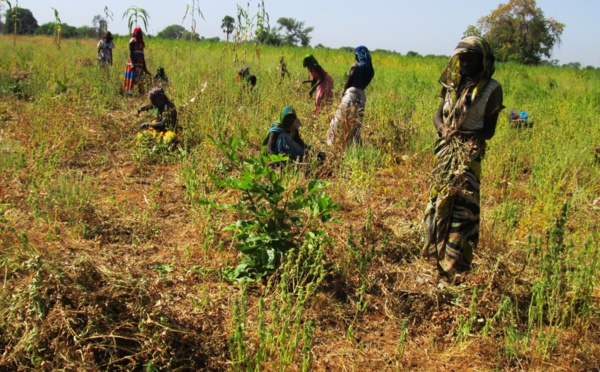 Les raisons du fiasco de  la politique agricole tchadienne