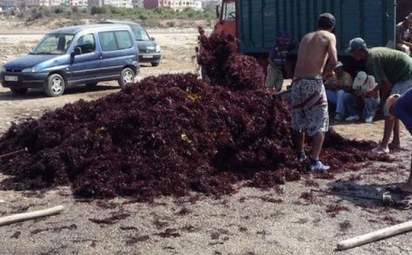Sociétés de transformation des algues à El Jadida : Haro sur le monopole des richesses