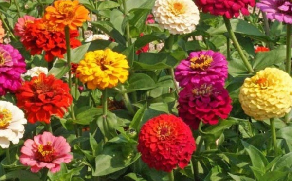 L'été, des fleurs disparaissent, d’autres s’épanouissent !