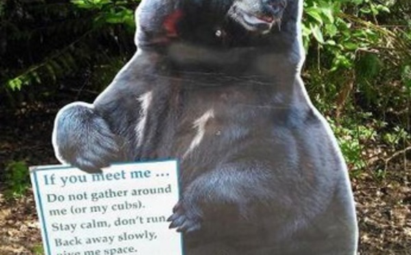 Insolite : Rencontre d’un peu trop près avec un ours