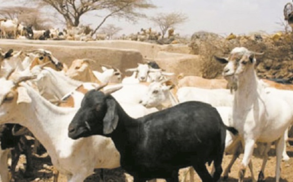 La communauté mondiale se mobilise pour éradiquer la peste des petits ruminants