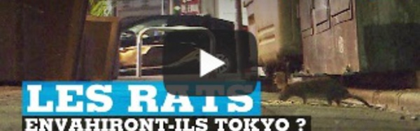 Haro sur les rats à Tokyo