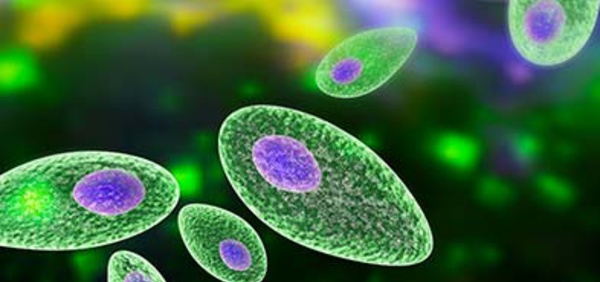 Nouveau test de diagnostic rapide de la toxoplasmose