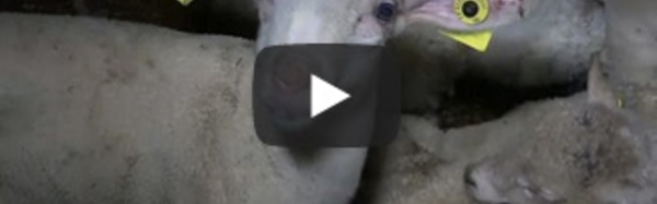 Maltraitance animale : ouverture du procès d'un abattoir à Pau