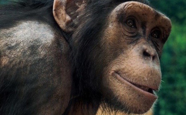 Calculs rénaux et montagnes russes, singes imitant l’homme au menu des anti-Nobel 2018