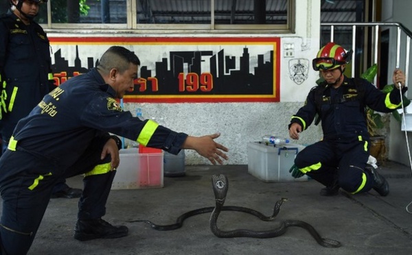 A Bangkok, des pompiers reconvertis en chasseurs de serpents