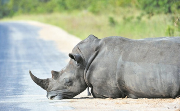 Liberté ou interdit : Comment sauver les rhinocéros ?