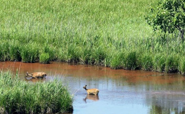 Les zones humides disparaissent trois fois plus vite que les forêts