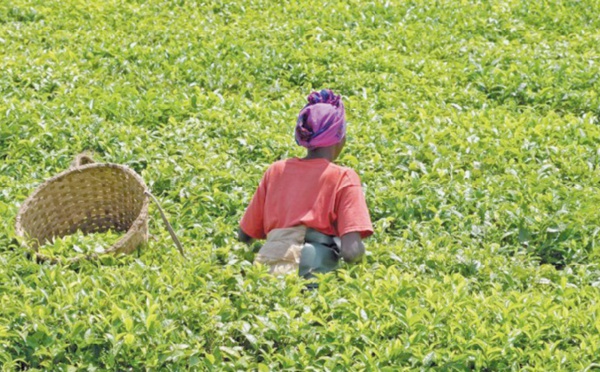 Subventions à l’agriculture africaine  : Une fausse bonne idée !