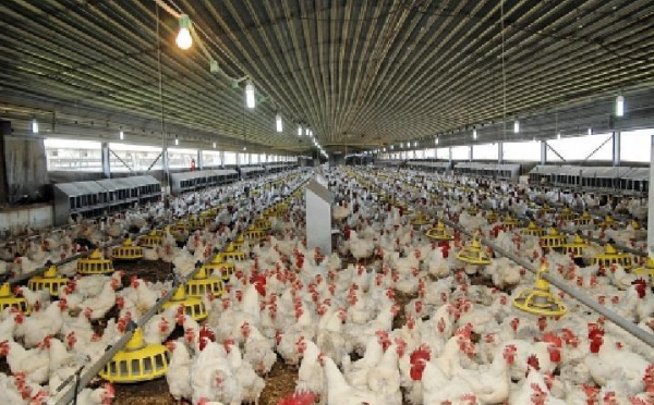 En l’absence d’un contrôle effectif de certaines importations : Le secteur avicole n’est pas à l’abri de la dioxine