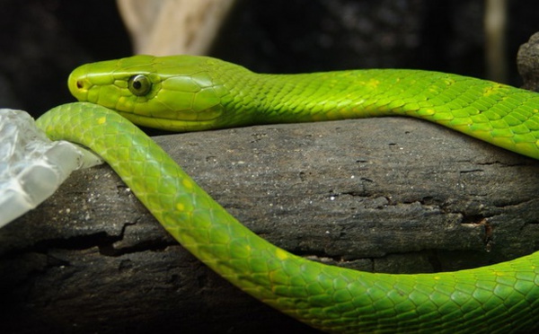 Insolite : Mamba venimeux