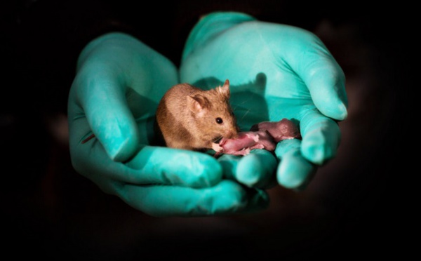 Des souriceaux nés de souris de même sexe