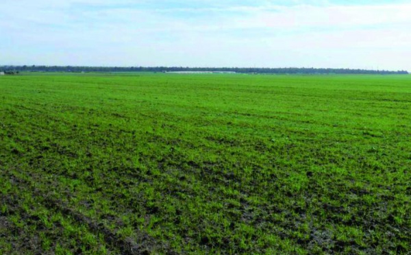 Les dernières précipitations placent l’agriculture sous de bons auspices :  Les sillons de la croissance