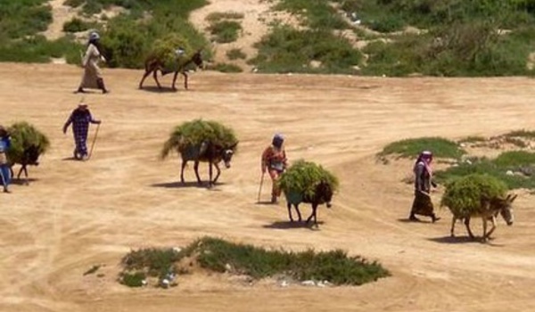 De la farine subventionnée périmée destinée aux ruraux d'Essaouira