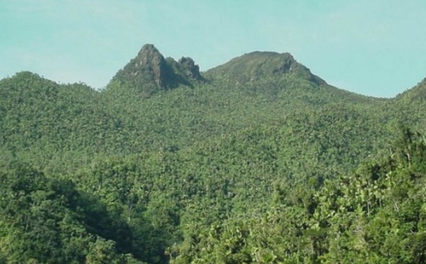 ​Les insectes décimés dans la forêt de Porto Rico