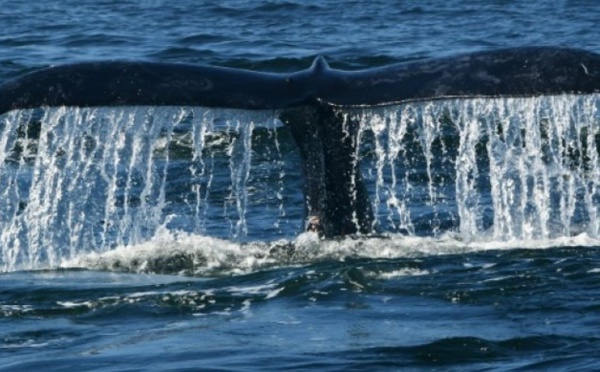 Quand le navire passe, les baleines se taisent
