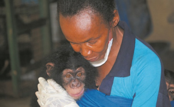 Les chimpanzés paient le prix fort en Sierra Leone