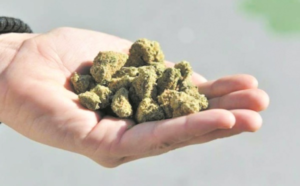 La Thaïlande, possible nouvel eldorado de la culture de cannabis