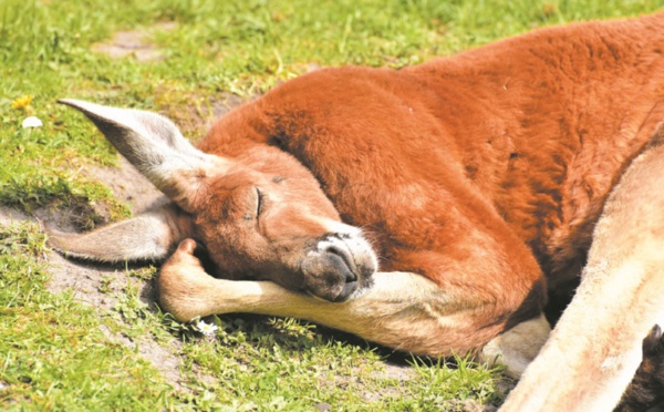 Sécheresse de tous les dangers pour les kangourous et émeus d'Australie