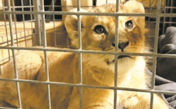 Insolite : Une Lamborghini et un lionceau