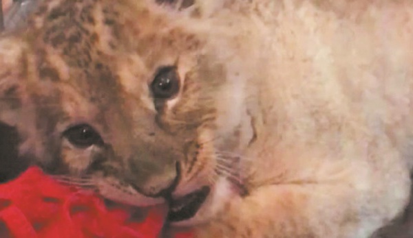 Le selfie avec un lionceau, une tendance qui se développe