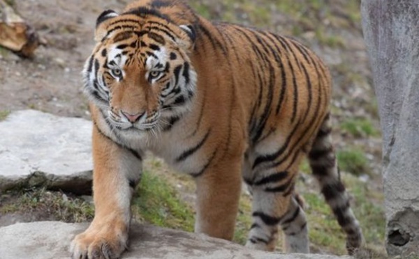 Insolite : Un tigre de Sumatra libéré du sous-sol d'un magasin en Indonésie