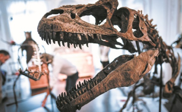 Insolite : Pas d'acheteur pour les deux dinosaures aux enchères à Paris
