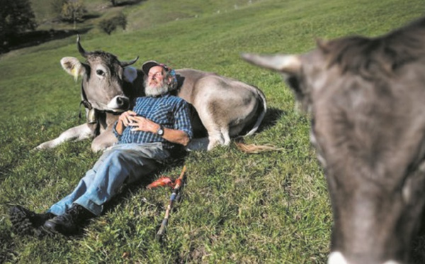 Référendum sur les vaches à cornes en Suisse