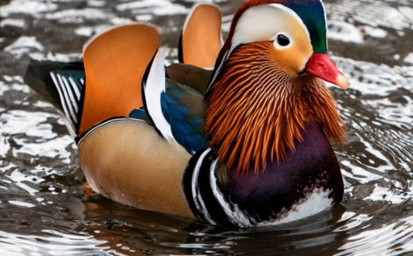 Insolite : Canard mandarin