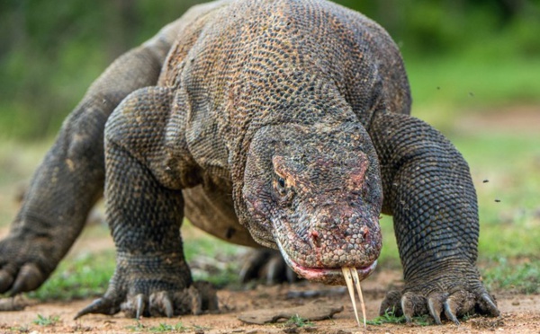 Insolite : Dragon de Komodo