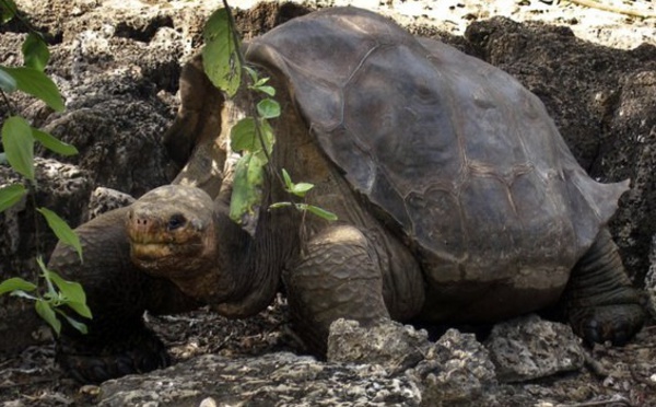 Le secret de la longévité des tortues géantes des Galapagos