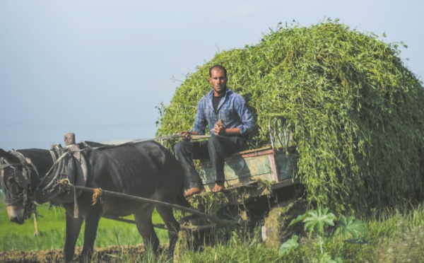 Les champs fertiles du Delta du Nil menacés