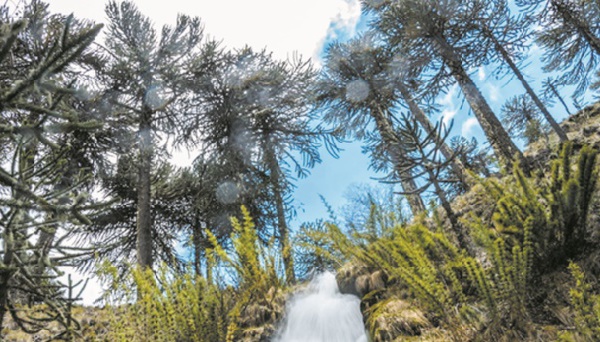 Au Chili, le risque d'une hécatombe plane sur les forêts de pins millénaires