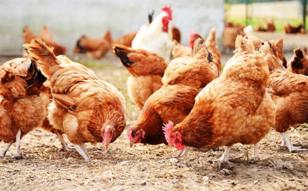 Le poulet d'aujourd'hui, symbole de l'impact de l'homme sur la nature